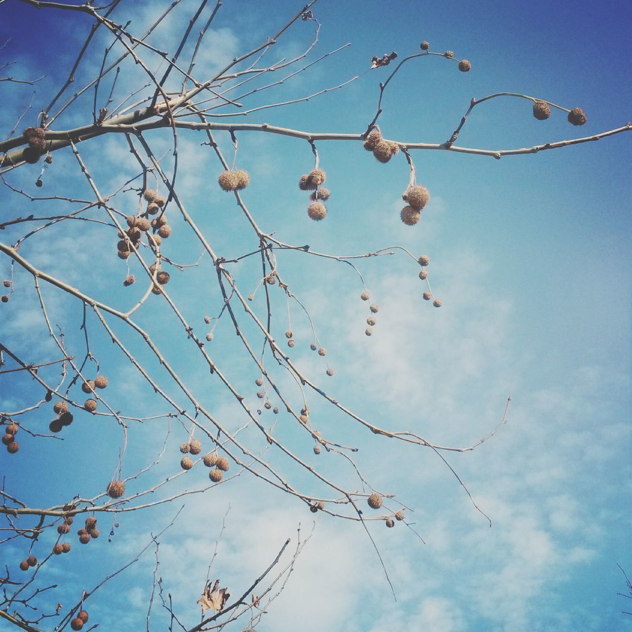 low angle view, sky, blue, branch, cloud - sky, nature, beauty in nature, tree, growth, cloud, tranquility, bare tree, outdoors, fragility, day, no people, twig, flower, scenics, cloudy