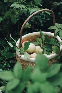 Close-up of fruits in basket