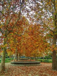 Autumn trees in park