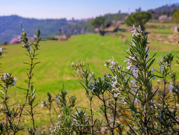 Scenic view of flowering plants on field