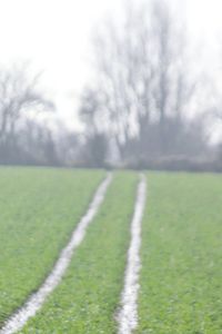 Scenic view of grassy field against sky