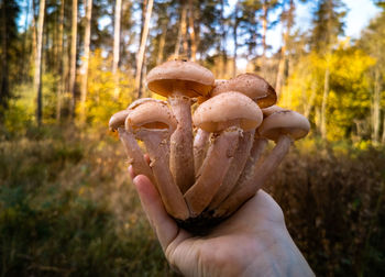 Hand holds honey mushrooms in the autumn forest. close-up. beautiful edible mushrooms in sunlight