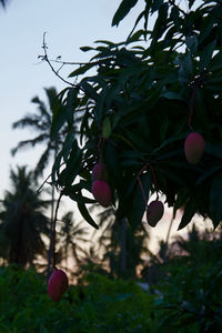 Close-up of berries growing on tree against sky