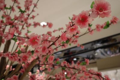 Low angle view of pink cherry blossom