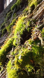Close-up of moss growing on plant