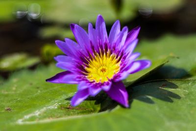 Close-up of purple flower blooming outdoors