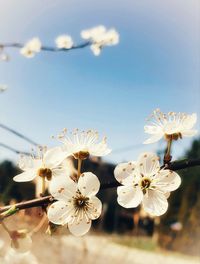 Close-up of white cherry blossom flowers