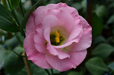 Close-up of pink rose