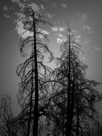 Low angle view of bare trees against sky