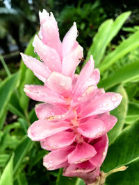 Close-up of wet pink flower blooming outdoors