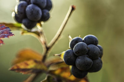 Close-up of grapes growing on plant