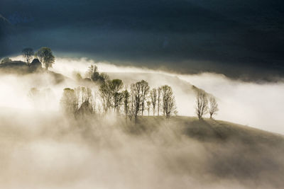 Trees on landscape against sky