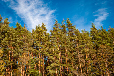 View from below on the tops of pine trees against a blue sky with covers. natural background.