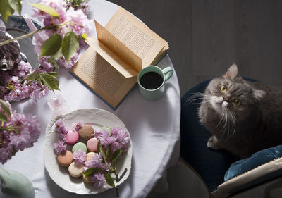 British gray cat sitting at the table drinking coffee, as,belgium, may 5, 2021