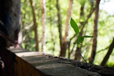 Close-up of tree trunk