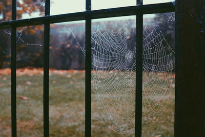 Close-up of spider web