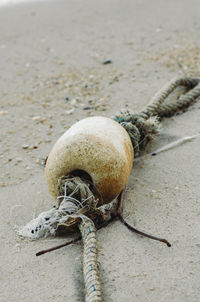 Close-up of lizard on beach