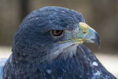 Close-up of eagle