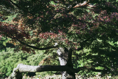 View of flowering tree in forest