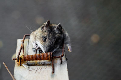 Close-up of squirrel on wood