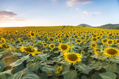 Scenic view of sunflower field against sky