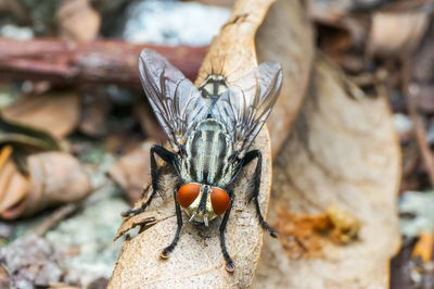 Close-up of butterfly