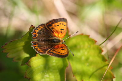 Close-up of butterfly on flower