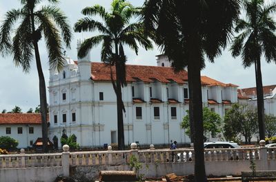 Palm trees and buildings against sky