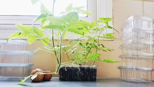 Potted plants on table at home