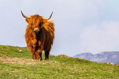 Cattle standing on grass against sky