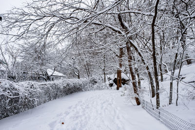 Bare trees on snow covered field