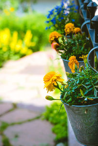 Close-up of yellow flowering plant