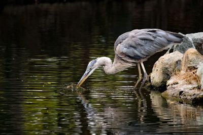 High angle view of gray heron on lake