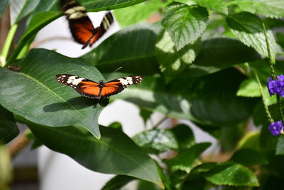 Close-up of butterfly on leaf