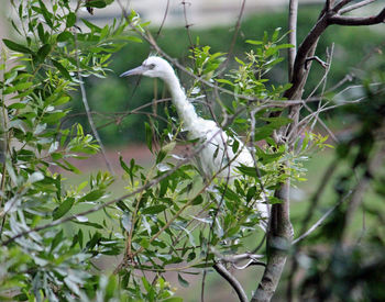 Low angle view of bird perching on tree