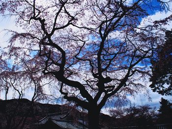 Low angle view of bare trees against sky