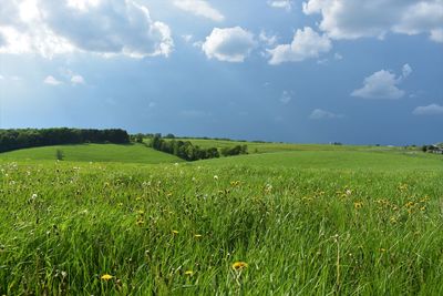 Scenic view of field against sky