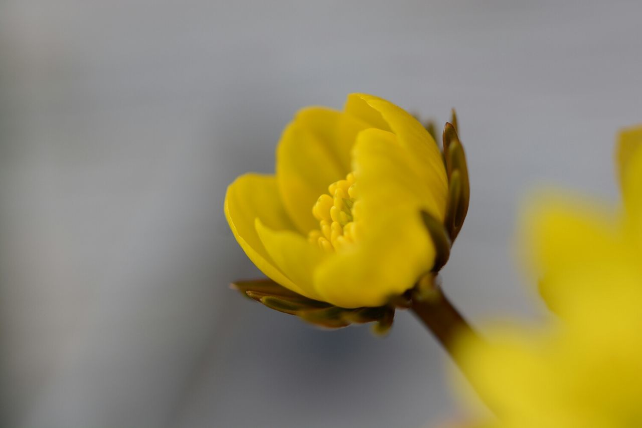 flower, yellow, petal, freshness, fragility, flower head, beauty in nature, close-up, growth, focus on foreground, nature, blooming, selective focus, stem, single flower, plant, in bloom, blossom, no people, day