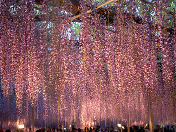Low angle view of illuminated lanterns hanging on tree