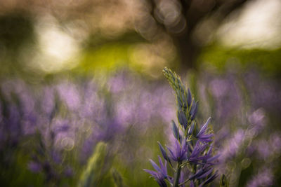 Close-up of purple flowering plants on field