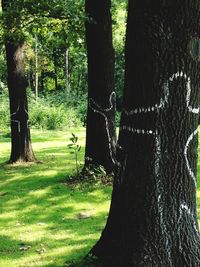 Trees in park