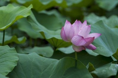 Close-up of pink water lily in lake