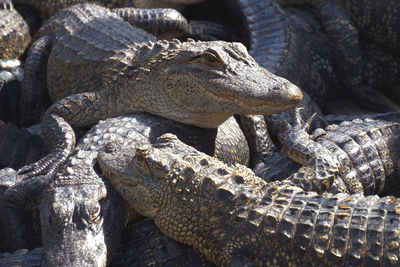 Aligators breeding farm in the florida. 