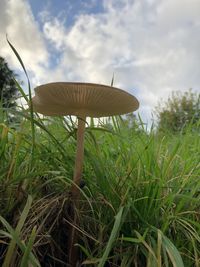 Close-up of mushroom growing on field against sky