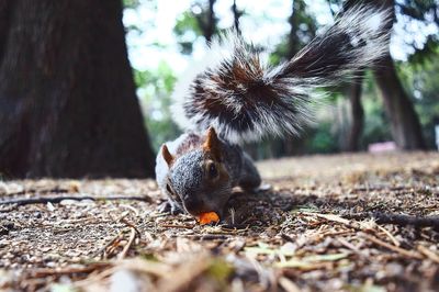 Close-up of squirrel