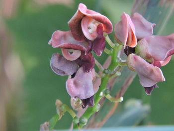 Close-up of pink flowers