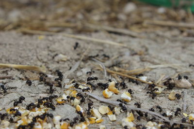 Close-up of crab on ground