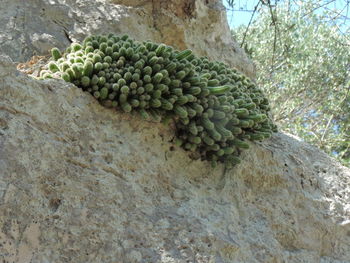 Close-up of cactus growing on tree trunk