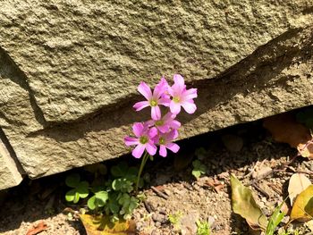 Close-up of pink flowering plant