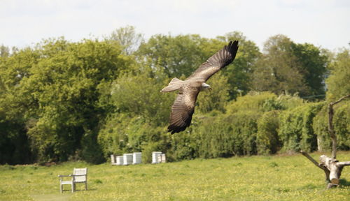 Bird flying by trees on field against sky